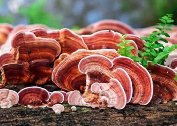 Jamur Ganoderma, 'Jamur Dewa' yang Kaya Manfaat untuk Kesehatan