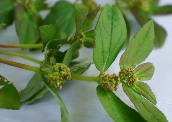 Patikan Kebo, Gulma Liar dengan Beragam Manfaat Kesehatan