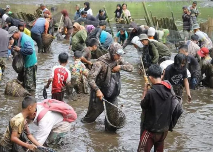 Seruu nih...Warga Nanjungan Bengkulu Selatan Panen Ikan Massal Hari Ini
