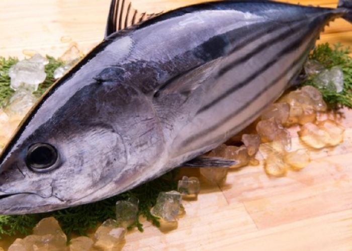 Inilah 7 Jenis Ikan yang Tinggi Merkuri, Kurangi Konsumsi Ikan Ini, Terutama Ibu Hamil