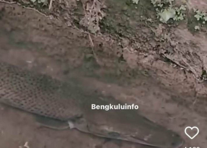 Heboh...Ikan Arapaima Ditemukan di Siring Sawah Lebar Bengkulu