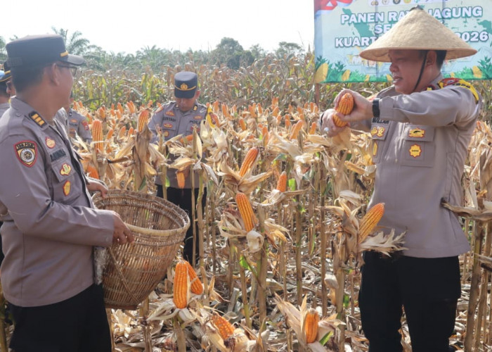 Polres Bengkulu Selatan Panen Jagung 20 Ton, Perkuat Ketahanan Pangan Nasional