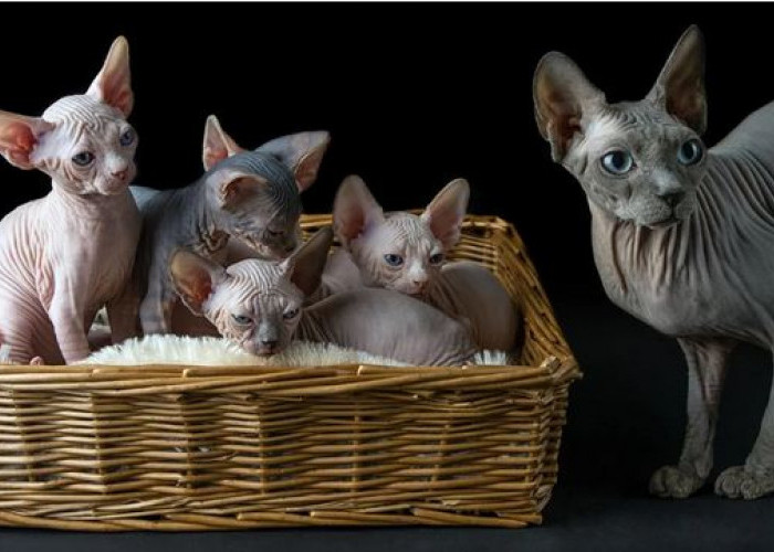 Lima Jenis Kucing Tampa Bulu, Dengan harga Mencapai 70 Juta Rupiah Per Ekor 