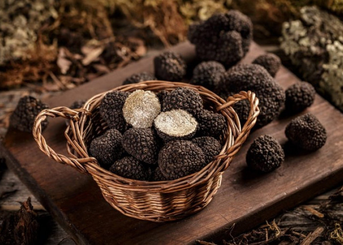 Truffle, Jamur Termahal di Dunia yang Mencegah Penuaan, 450 Gram Dibanderol Rp 31 Juta