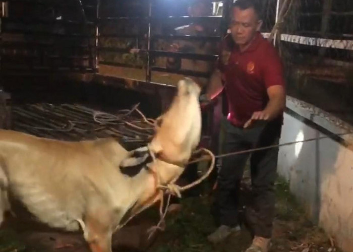 Lewat Tengah Malam, Satpol PP Kaur Kembali Amankan Ternak Warga