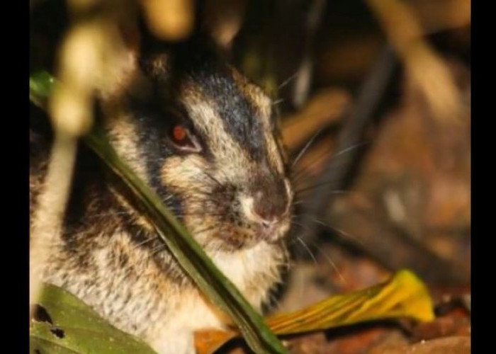 Kelinci Belang Sumatera Ditemukan Pendaki di Hutan Bukit Barisan, Nitizen Khawatir