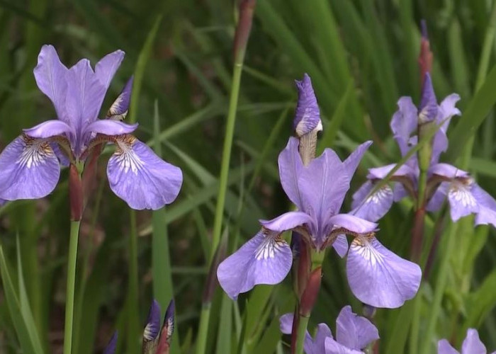 Siberian Iris: Bunga Cantik yang Dipercaya Membawa Keberuntungan 