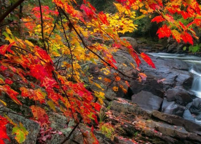 Keunikan Pohon Maple yang Jadi Lambang Negara Kanada