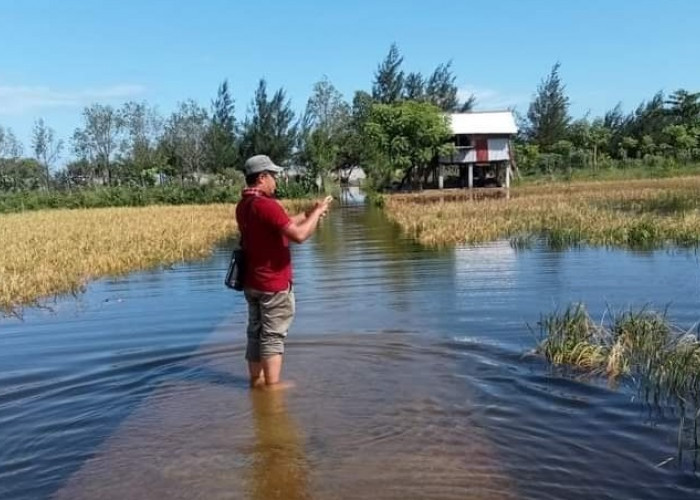 Dinas Pertanian Bengkulu Selatan Siapkan Bantuan Pangan untuk Petani Korban Banjir Rob