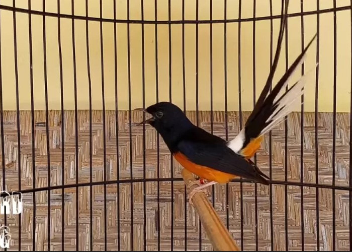 9 Jenis Burung Murai Batu yang Jadi Incaran Kicau Mania, Semua Asli Indonesia, Ada dari Lampung 