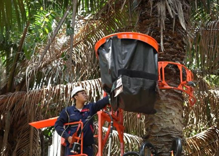 e-BHAR, Alat Panen TBS untuk Pohon Kelapa Sawit Tinggi! Kerja Lebih Cepat dan Efisien