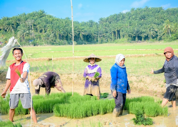 Aktivitas Petani sawah di hamparan Talang Atung dan Binjai Desa Pasar Pino Kecamatan Pino Raya Kabupaten Bengkulu Selatan