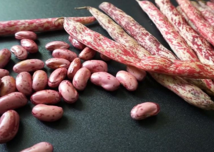 16 Manfaat Kacang Merah untuk Kesehatan dan Kecantikan! Awas Jangan Salah Mengolah, Bisa Keracunan