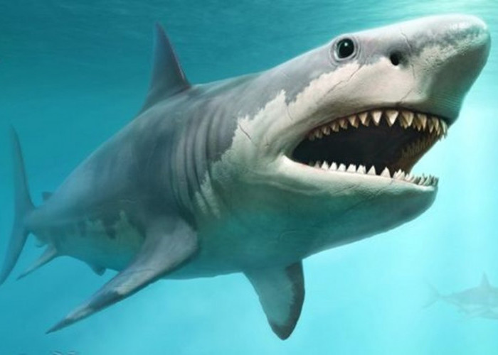 Predator Laut Paling Tangguh, Hiu Megalodon Terbesar yang Pernah Menguasai Lautan, Seperti Ini Faktanya