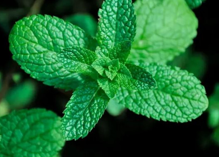 Gula Berisiko Diabetes! Saatnya Beralih ke Stevia, Pemanis Alami Nol Kalori