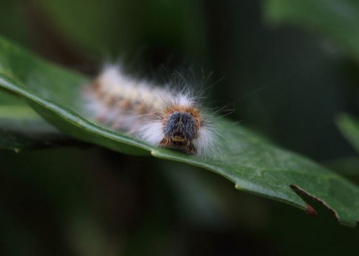 6 Cara Mengusir Ulat Bulu dengan Bahan Alami dari Tanaman di Kebun