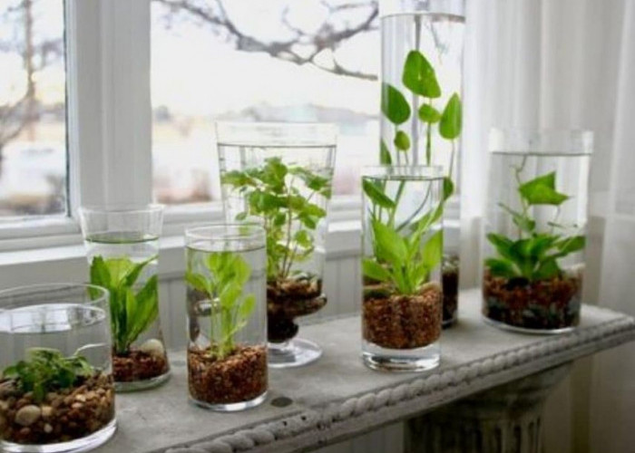 5 Jenis Tanaman Hias Air di Botol untuk Dekorasi Rumah Minimalis, Ruangan Tampak Asri! 