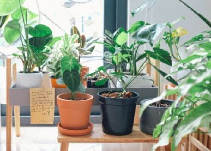 5 Tanaman Hias Pembawa Energi Positif untuk Ruang Tamu, Diyakini Mendatangkan Rezeki dan Keberuntungan