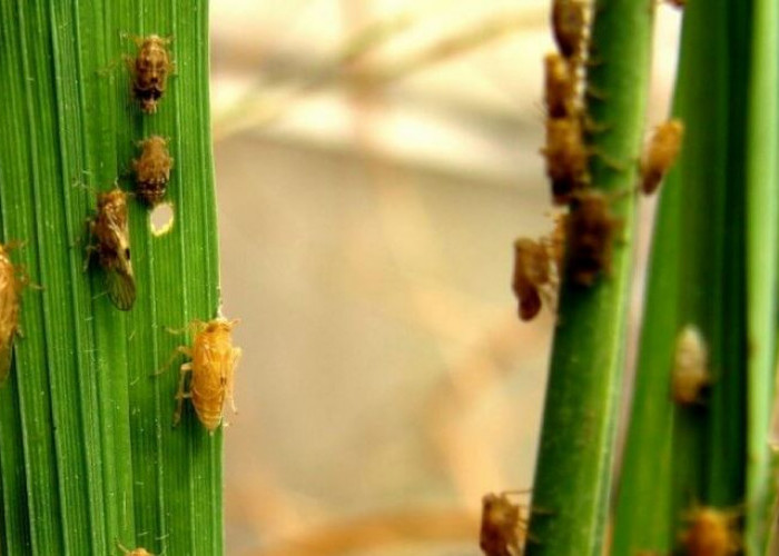 Kabar Baik, Pemerintah Salurkan Bantuan Beras bagi Petani Bengkulu Selatan yang Gagal Panen