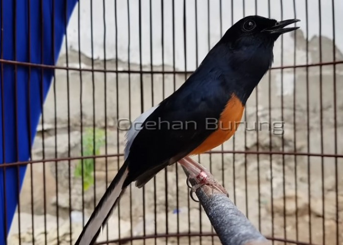 Manfat Cacing Tanah untuk Burung Murai Batu, Ekstra Fooding Penyembuh Luka dan Meningkatkan Stamina