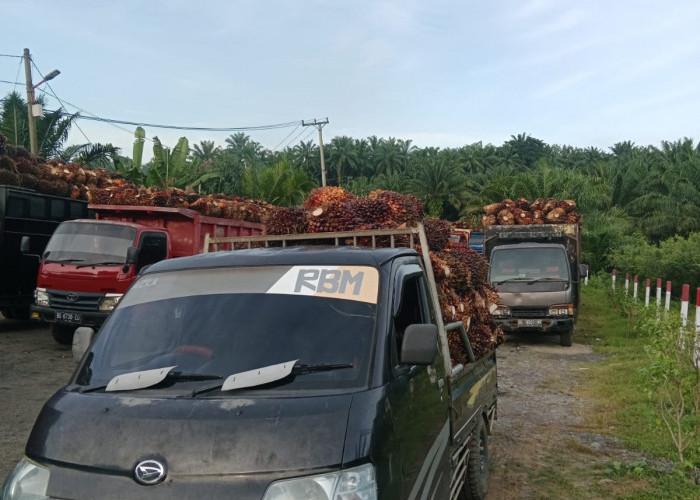 Harga Jual TBS Berpotensi Kembali Turun, Berikut Alasannya