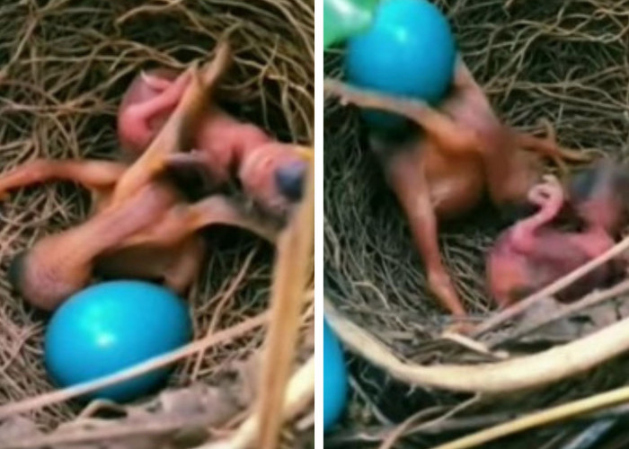 Kejamnya Burung Kedasih: Telur Dibuang, Anak Inang Dimakan