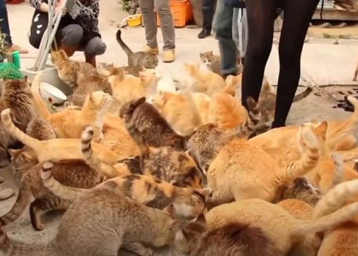 Gila, Di Jepang Ada Pulau Penuh Kucing, Jumlahnya Jauh Lebih Banyak Dari Jumlah Manusia 