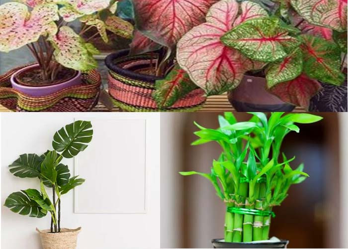 Rekomendasi 7 Tanaman Hias untuk Kamar Tidur: Bantu Udara Lebih Bersih dan Tidur Lebih Nyenyak