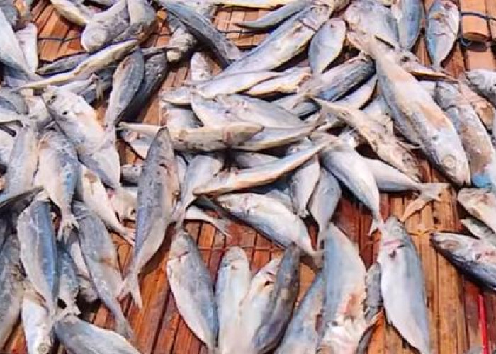 Gawat....! Konsumsi Ikan Asin Berlebihan Bisa Sebabkan Kanker,  Berikut Hasil Penelitiannya