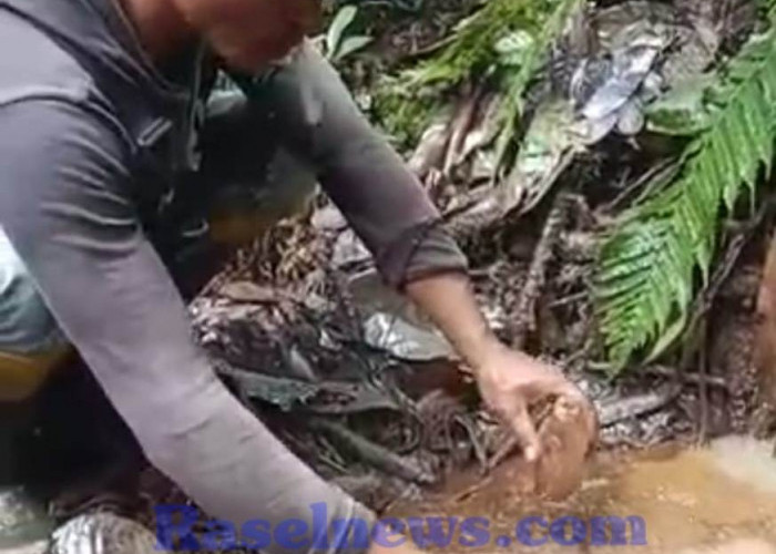 BREAKING NEWS: Warga Kaur Temukan Ladang Minyak di Hutan Bukit Raje Mandare 