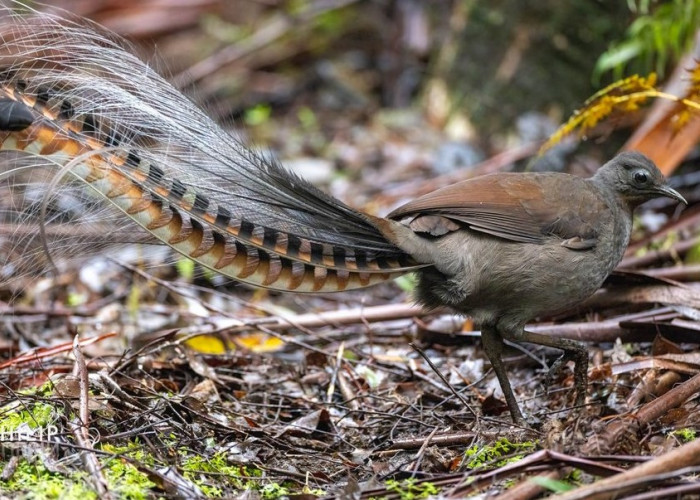 Fakta Menarik Lyrebird, Burung Langka Khas Australia yang Mampu Meniru Tangisan Bayi