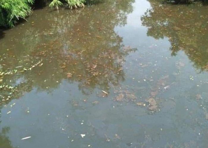 Telusuri Dugaan Pencemaran, DLHK Ambil Sampel Air Sungai Selali, Benarkah Limbah PT SBS Cemari Sungai?