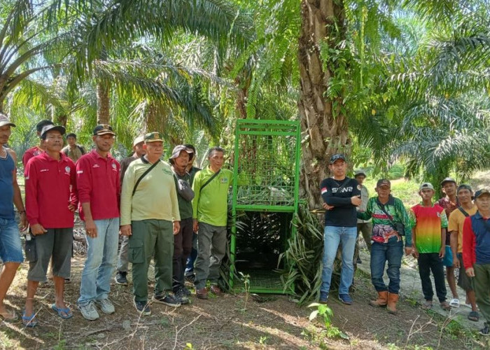 Harimau Teror Warga Desa Tanjung Kuaw Seluma, 3 Kambing Jadi Korban