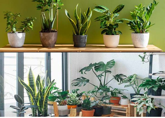Insiprasi Tanaman Teras Rumah Estetik Hemat Biaya, Cantik Dipandang dan Mudah Dirawat