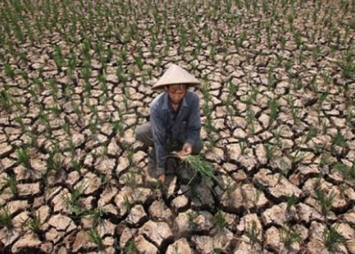 Dampak El Nino 19 Daerah Di Indonesia Kemarau, Sumatera Kena Imbas, Bengkulu Bisa Mengerikan