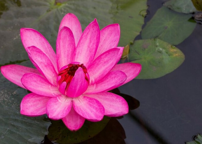 7 Manfaat Bunga Teratai untuk Kecantikan, Mulai Mencegah Kerutan di Wajah Hingga Mengatasi Ketombe 