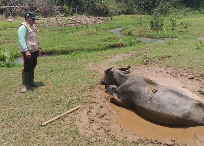 Jelang Idul Adha, Dinas Pertanian Kaur Imbau Peternak Lakukan Vaksinasi Ternak