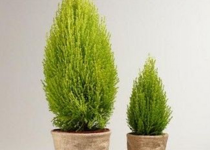 5 Tanaman Hias Indoor yang Bantu Bersihkan Udara Rumah, Sejuk dan Menyehatkan