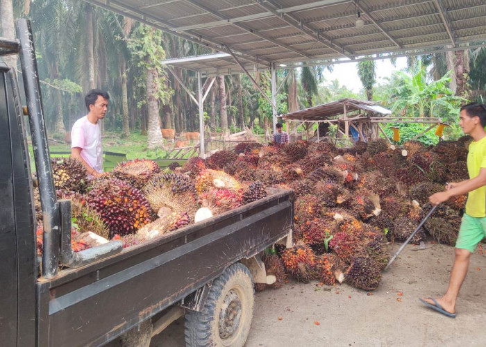 Harga TBS Kelapa Sawit Bikin Petani Bengkulu Selatan “Lesu”