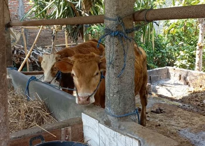 Wabah Cacingan Serang Ternak Sapi Bali di Bengkulu Selatan