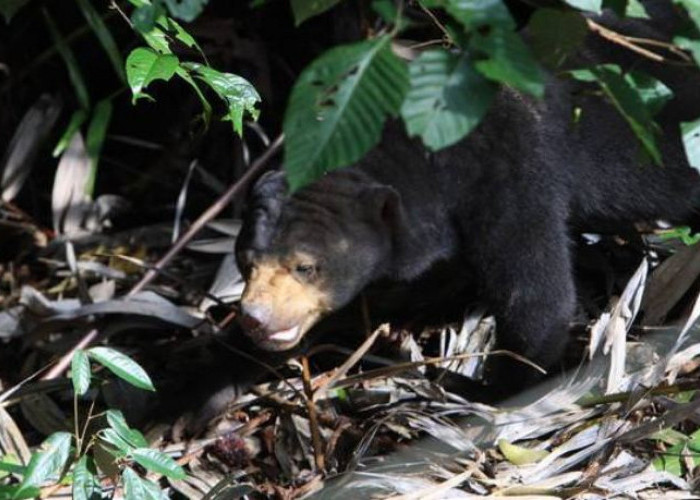 Beruang Madu Teror Warga Seluma, BKSDA Masih Pantau Kondisi, Khawair Ada Korban Jiwa