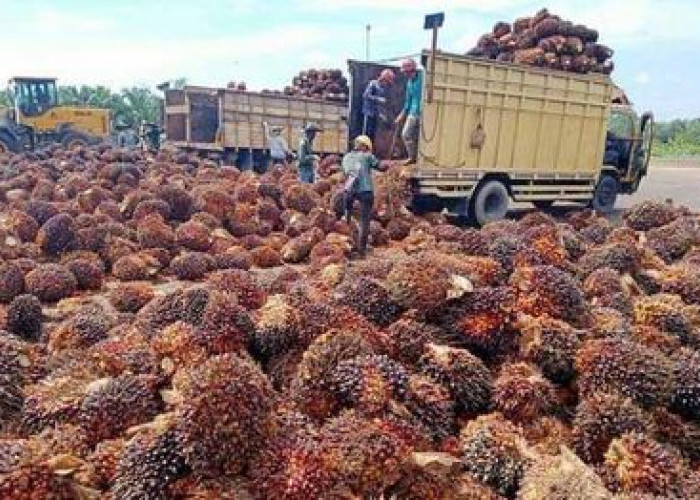 Petani Kelapa Sawit di Bengkulu Mendapat Angin Segar, Pemerintah Tetapkan Harga TBS Rp2.300 Perkilogram