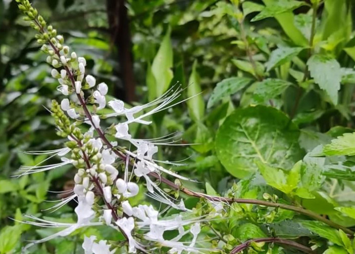 Kumis Kucing: Tanaman Herbal yang Ampuh Menurunkan Kadar Asam Urat