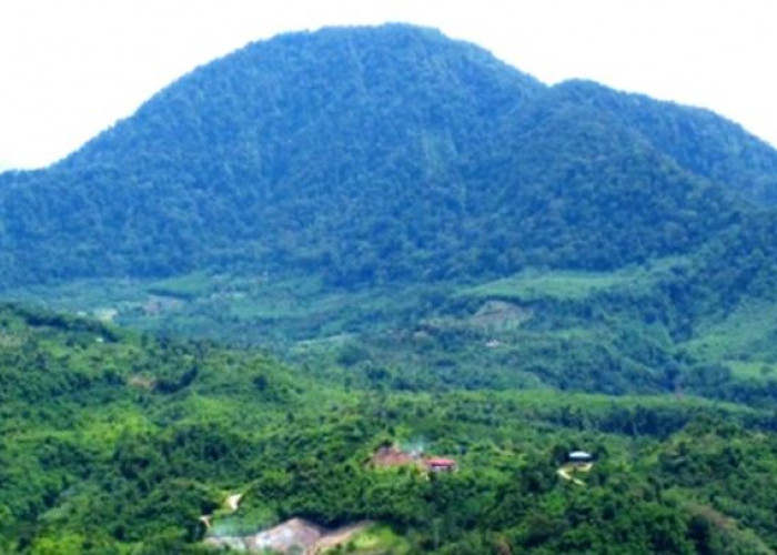 Kawasan Hutan Konservasi Bengkulu Selatan Terancam, Pembalakan Liar Meraja Lela, Polisi Turun Turun Tangan