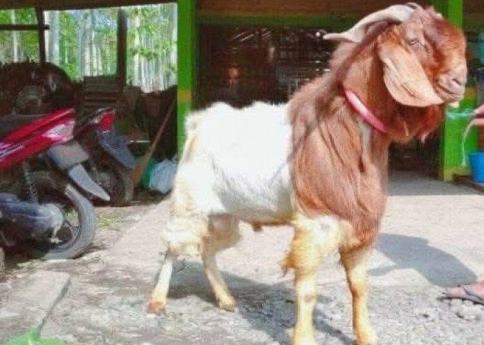 Geep Jaya Farm, Penyedia Kambing Jantan Berkualitas di Manna Bengkulu Selatan