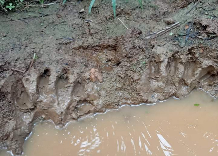 BREAKING NEWS: Kades Padang Beriang Temukan Jejak Kaki Harimau di Dekat Permukiman Warga