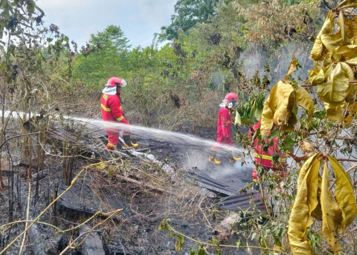 Hutan 10 Hektar di Kabupaten Kaur Terbakar