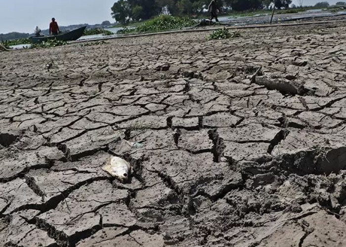“El Nino ‘Godzilla’ Ancam Mulai April 2026: Risiko Kesehatan hingga Krisis Lingkungan Mengintai”