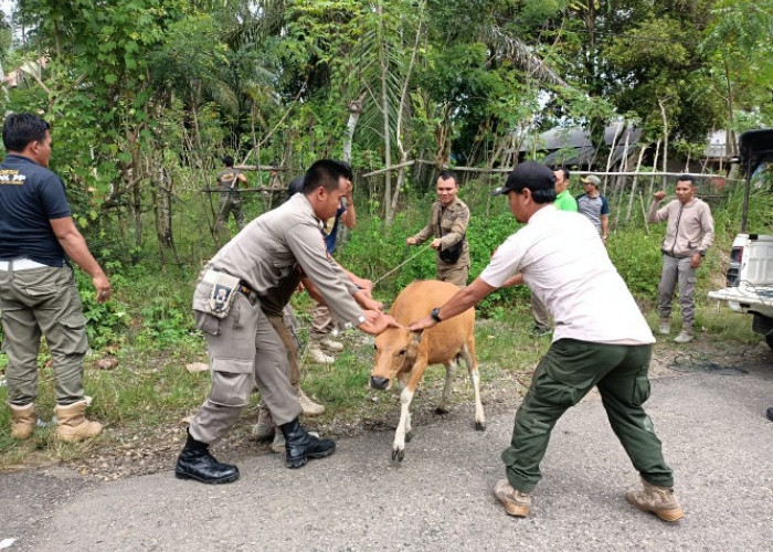 Denda Hewan Ternak Berkeliaran di Bengkulu Selatan Naik Menjadi Rp2 Juta 
