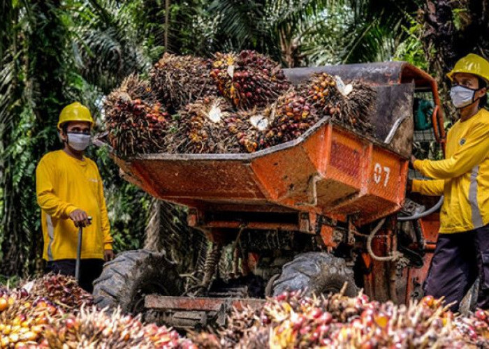 Duh, Harga Sawit di Bengkulu Selatan Kembali Turun